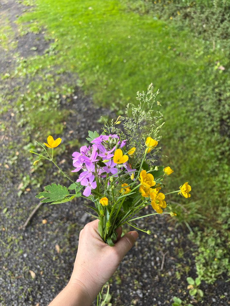 A hand holding wildflowers that are purple and yellow