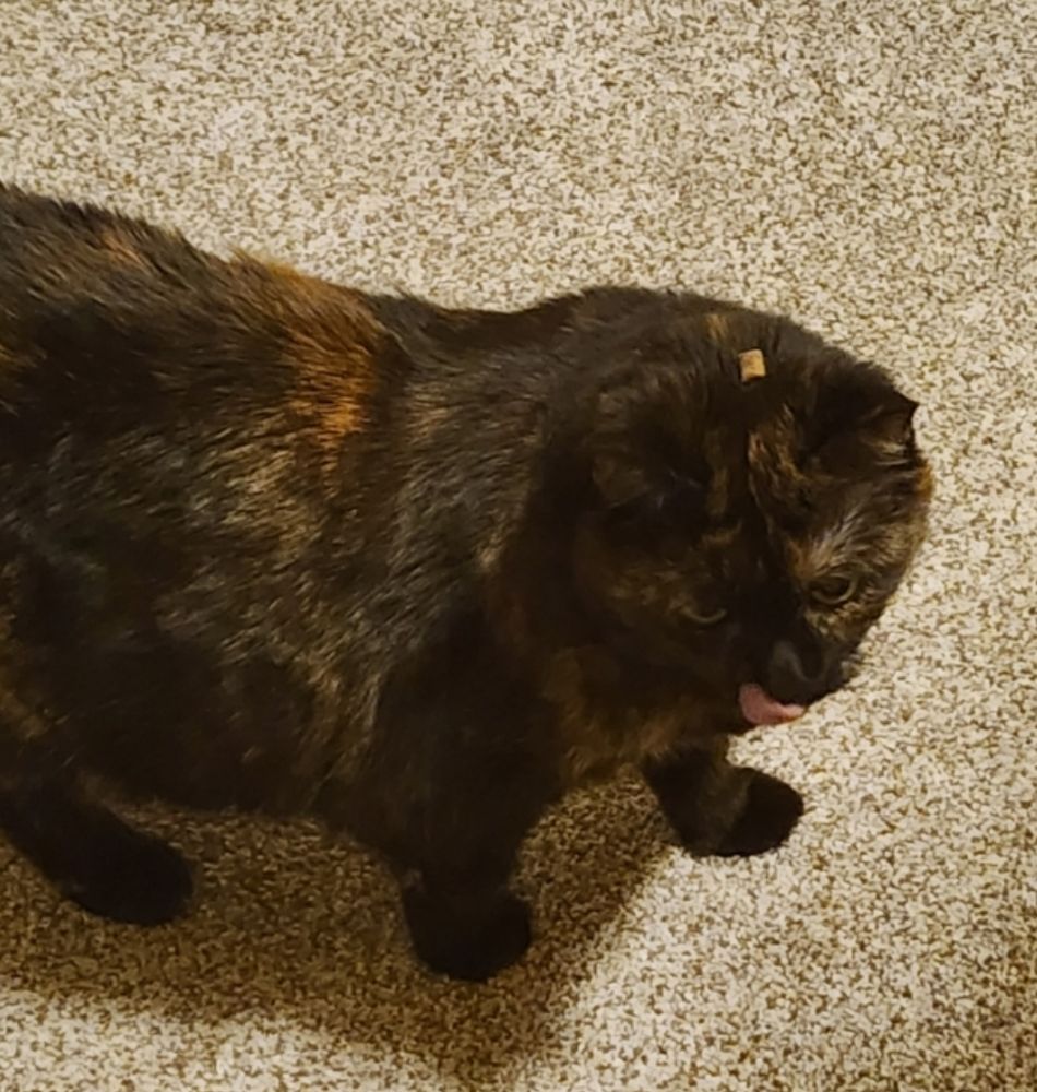 A tortoiseshell cat licking her lips after eating a cat treat. She is looking around for the second treat, oblivious to the fact that it has landed on her head.