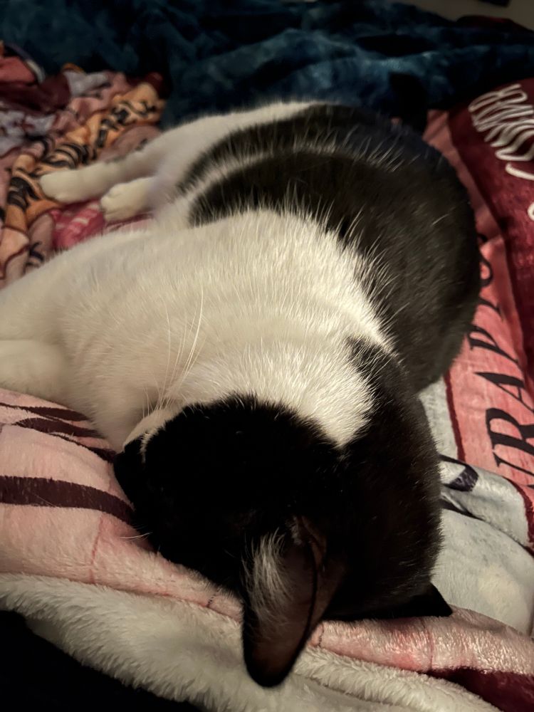 A black and white cat/personal space invader named Loki is lying on me with his face turned toward the blanket.