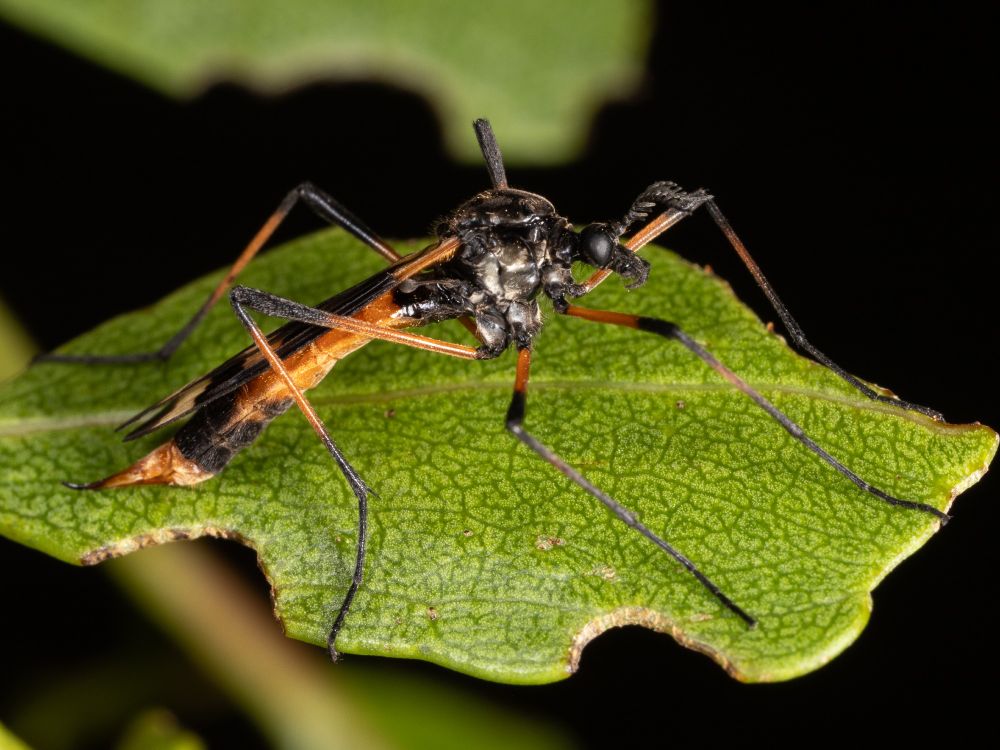 A fly with long orange and black legs, photo taken on the side.  the head and thorax are mainly black.  The thorax has some silvering at the sides.  The antennae are quite feathery.  The abdomen is long and mainly orange with a black join the the thorax and a couple of black segments close to the tip.  There is an orange and black ovipositor.