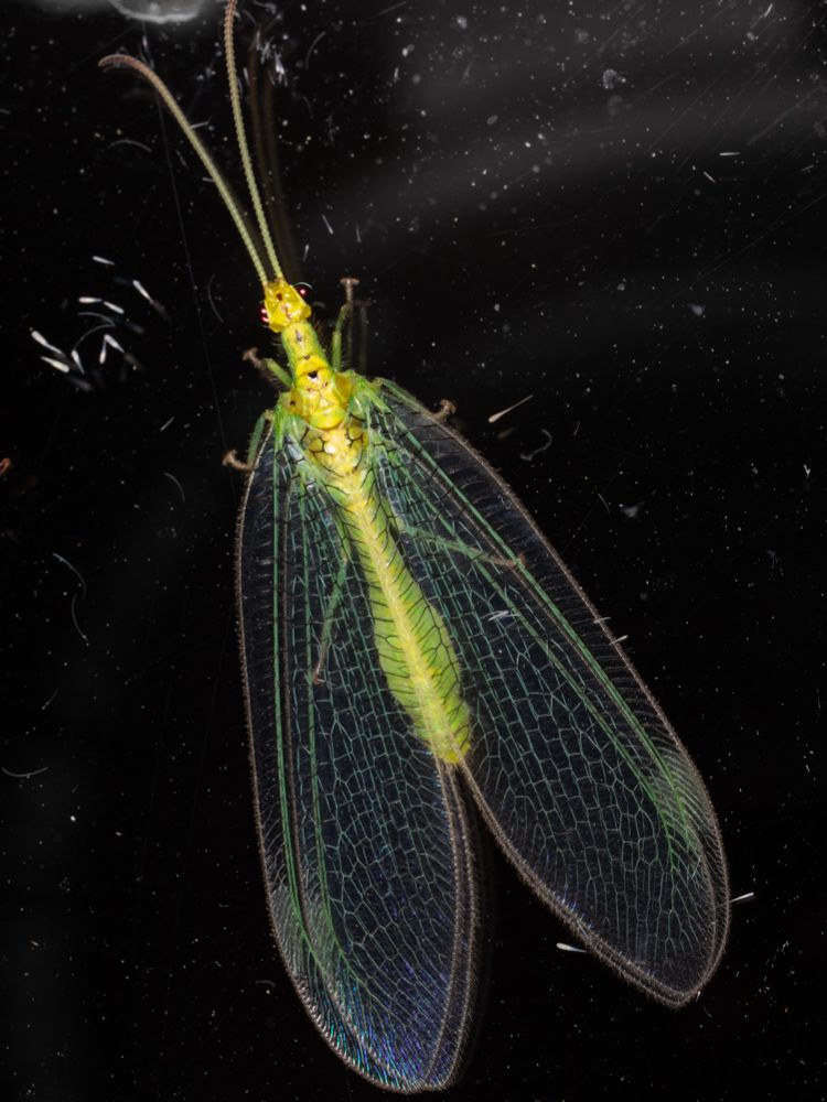 A green lacewing taking up the whole image.  It was attracted to window light so the background is all black.  The lacewing's body is mainly yellow and lime green.  The wing nets are green and wing margins are black.  The reflective eyes appear maroon.  There are light black markings on the centre of the head and thorax.