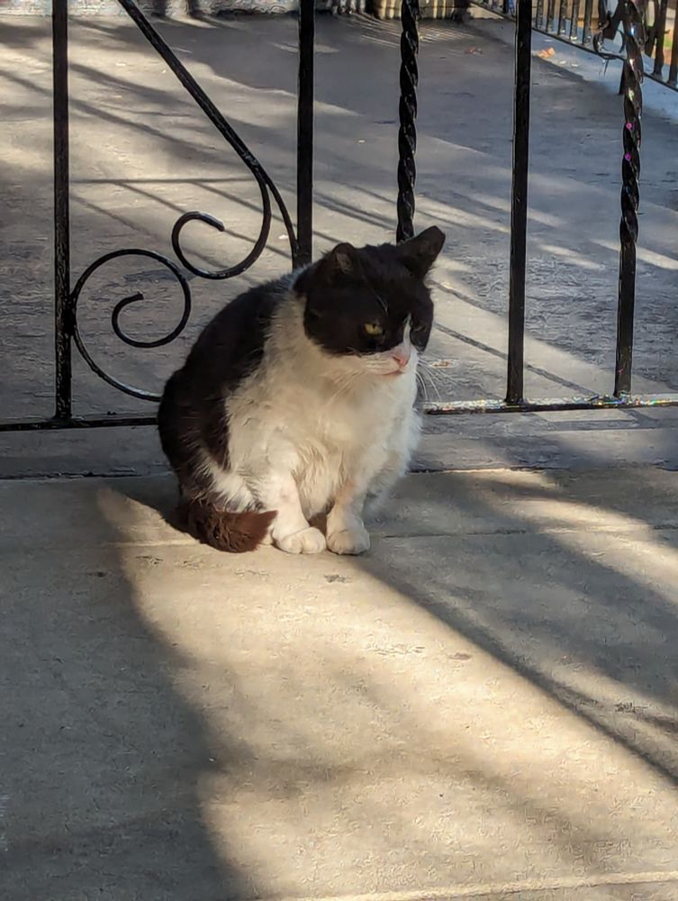 A tuxedo cat, chonky, with a tipped ear, sits on a porch in front of the wrought-iron railing, looking grumpily at something off-camera.