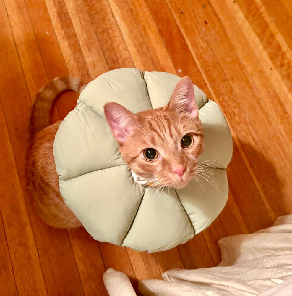 Orange cat wearing a light green puffy Elizabethan collar.