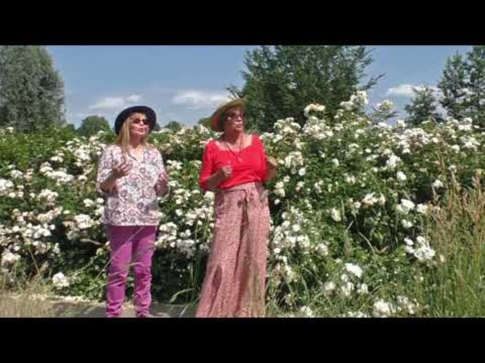 Als de merel weer zingt - De Dames Amarant
