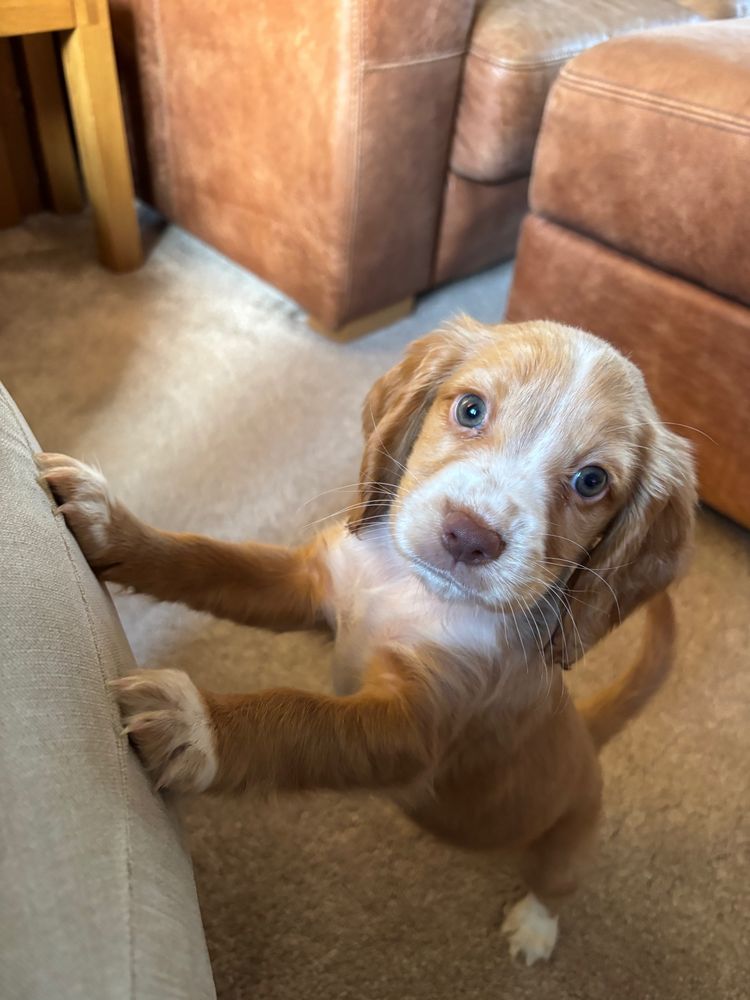 A picture of the cutest of all cute pups: a teeny-tiny little cocker spaniel, 9 weeks old, light brown and white fur, on his hind legs, looking up at the camera.