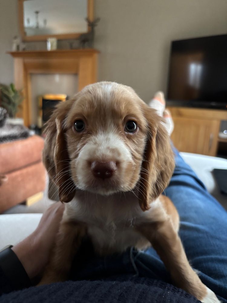 A picture of the cutest of all cute pups: a teeny-tiny little cocker spaniel, 9 weeks old, light brown and white fur, sat on my lap, looking at the camera.
