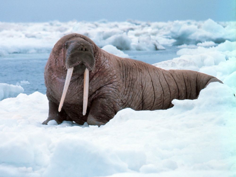a walrus is sitting serenely in a snowy ice float. a river of water is visible in the background. chunks of snow obscure its tail and parts of its body closest to the ground. its tusks reach close to the ground