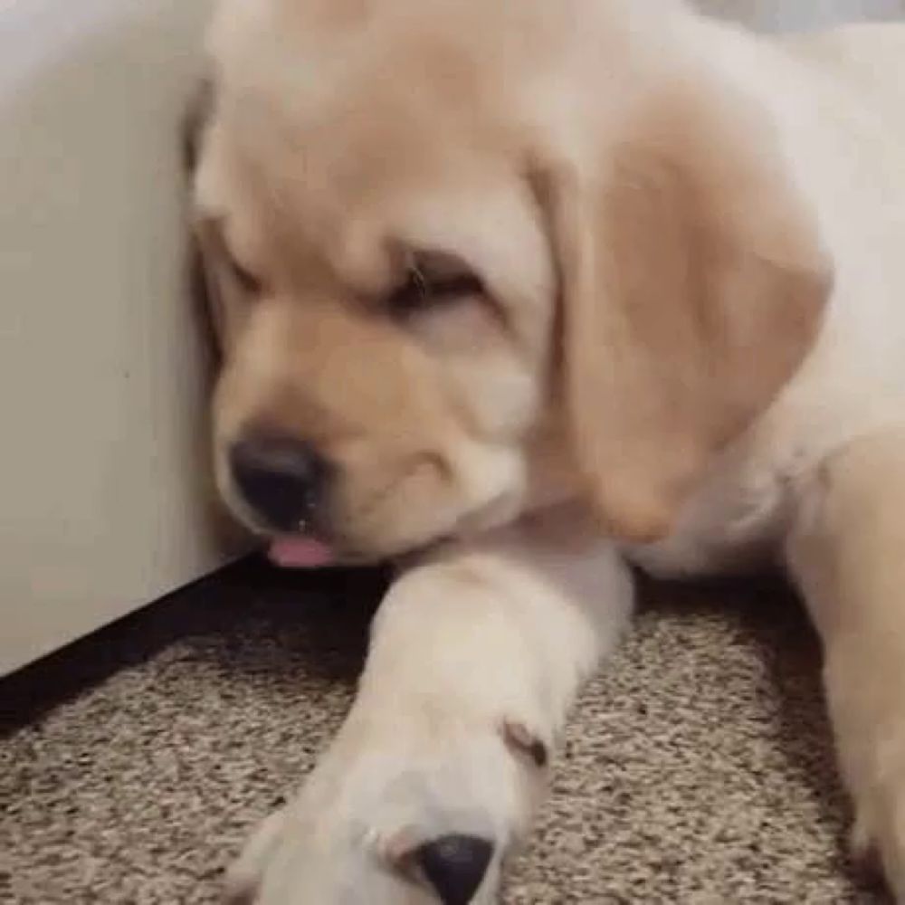 a puppy is laying on a carpet next to a wall and sticking its tongue out .