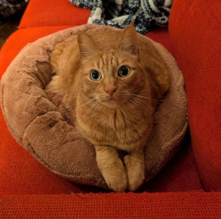 Avi's orange tabby cat Khensu on a round plush cat bed, with his paws placed neatly over the round edge of the cat bed and looking at the photo taker's face above the camera, looking alert and interested and dainty 