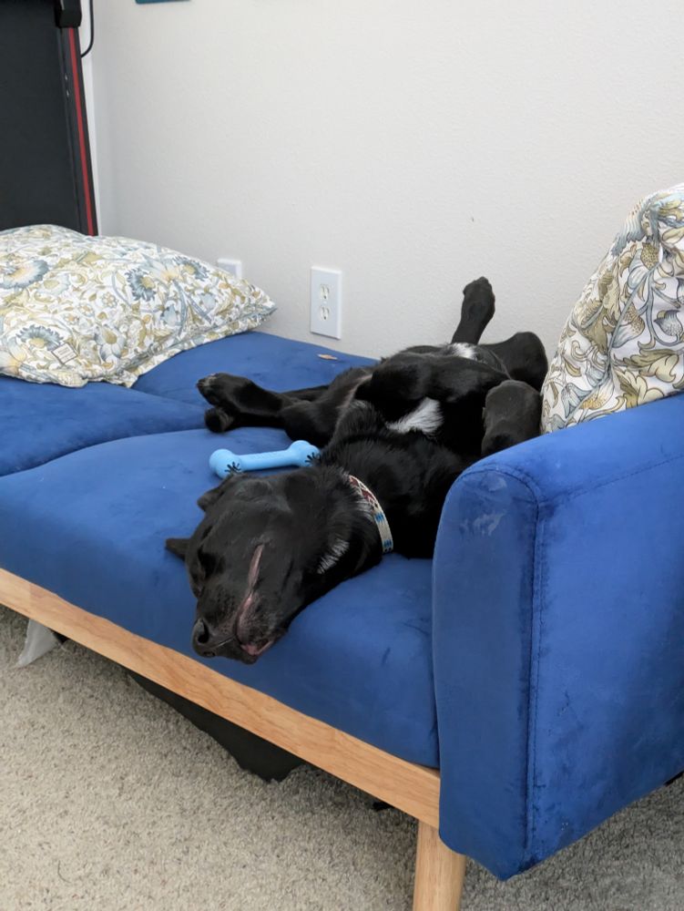 A black dog with a white spot on his chest sleeps upside-down on a low blue couch. You have to trust me when I say he is very cute, because adjectives are hard for my brain right now.