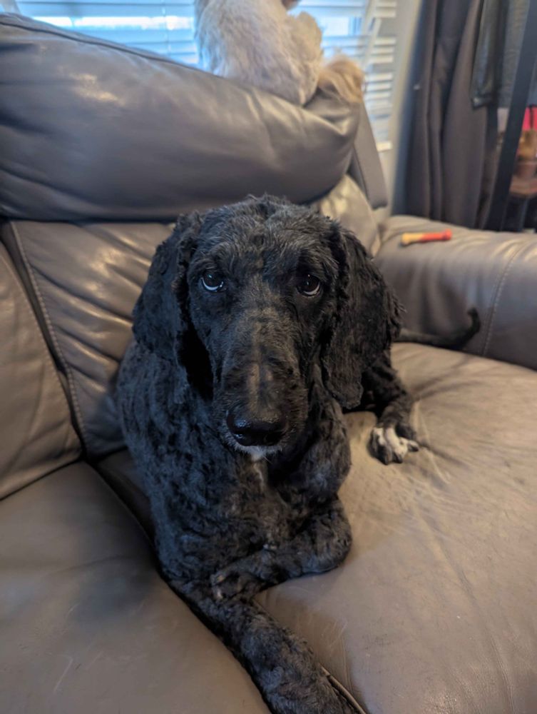 Dolly, a black labradoodle looking up with the biggest puppy eyes.