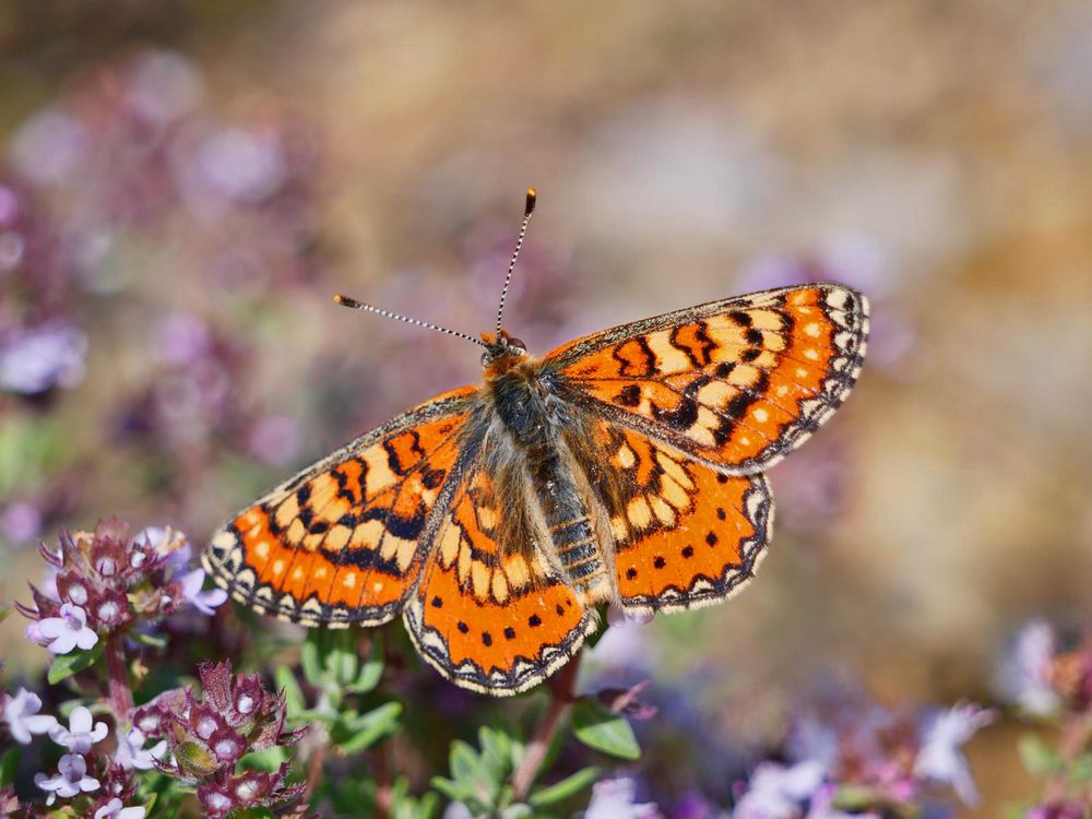 Spanish Fritillary (c) Graham Hart
