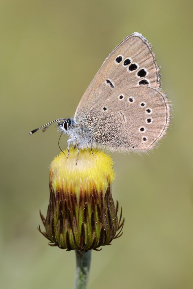 Paphos Blue in Cyprus