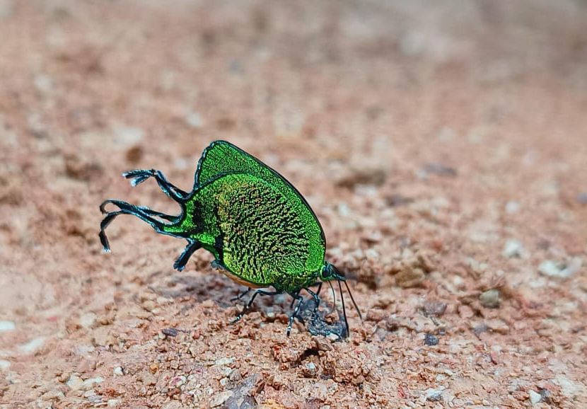 An Imperial Hairstreak (Arcas imperialis) in Peru.