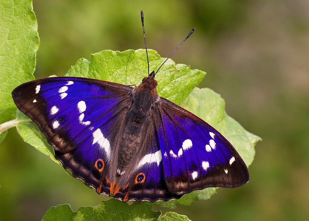Purple Emperor butterfly