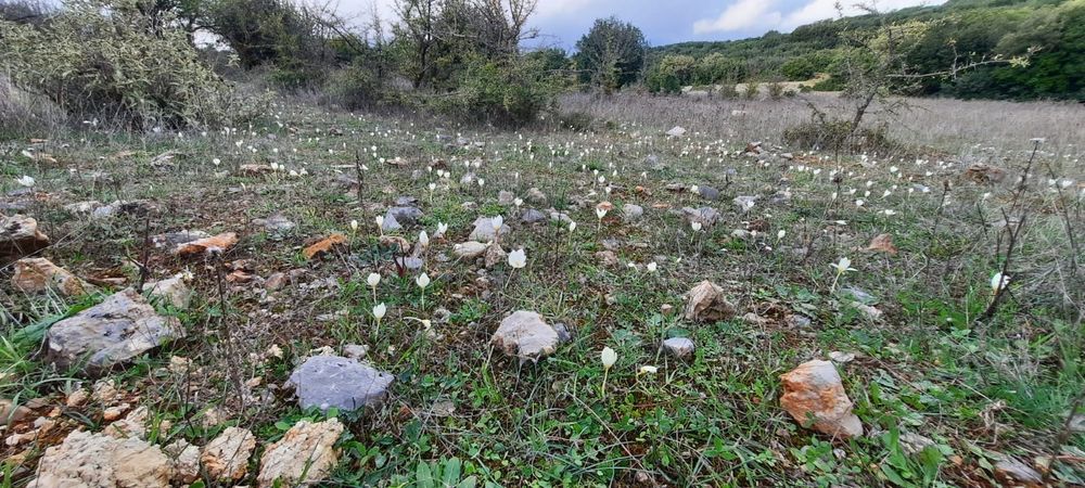 Crocus boryi habitat