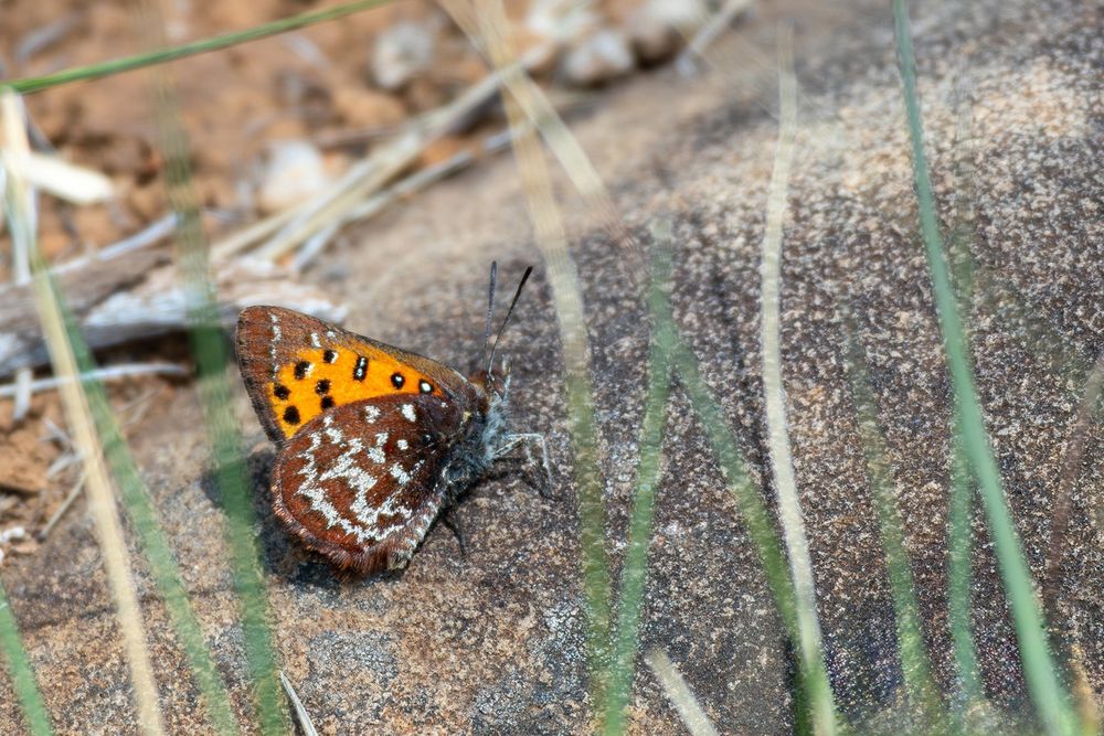 Cloud Russet (Aloeides nubilus) by Steve Woodhall.