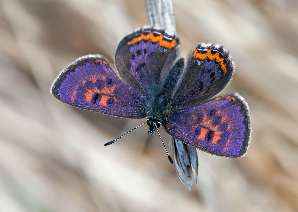 Violet Copper (C) Julian Dowding