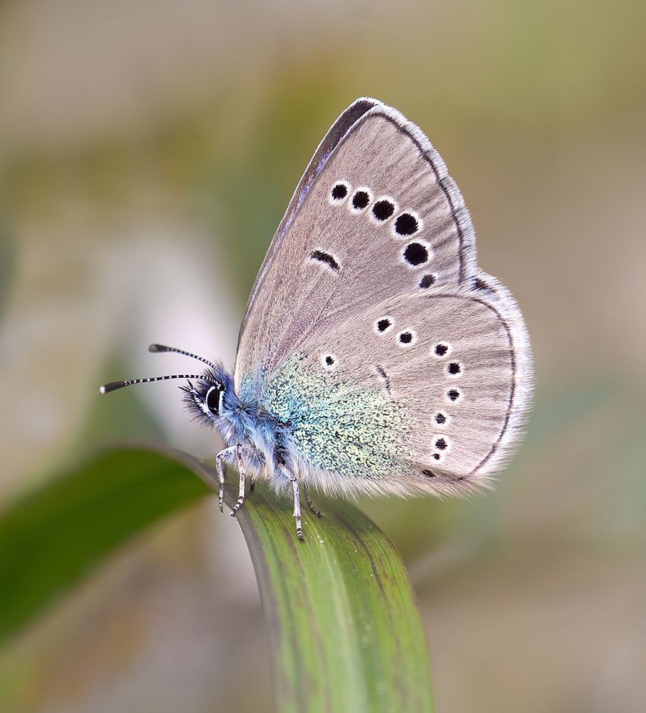 Green-underside Blue in Greece. 
