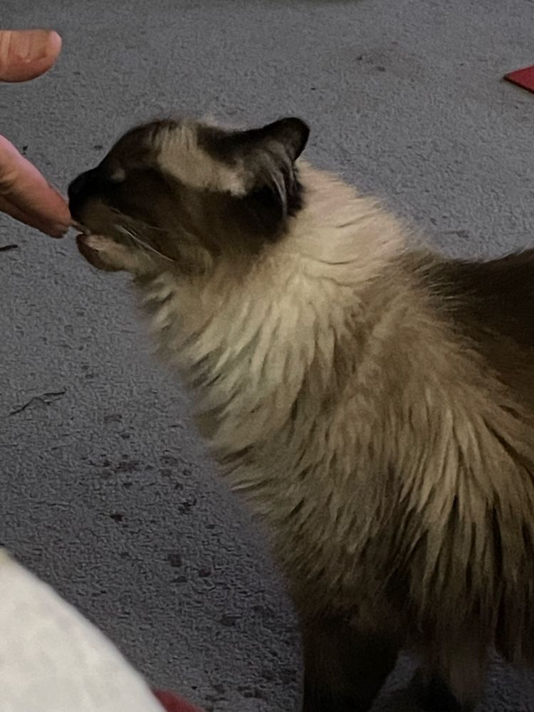 A seal point Himalayan cat licks sun chip residue off of my husband’s fingers. 