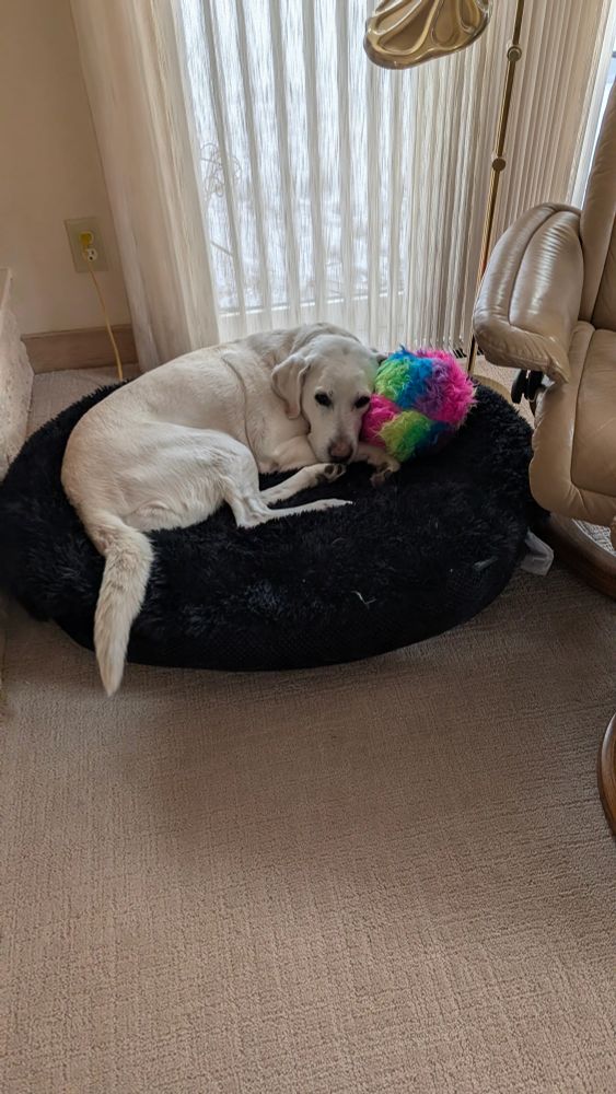 A white dog curled up on a fluffy black bed with her ball