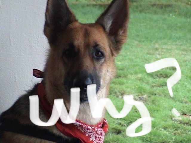 The Albert’s dog Chloe was curiously ditched “re-homed” Was it because expert witnesses testified that the wounds on John O’Keefe’s arm were caused by a dog, not a broken tail light?