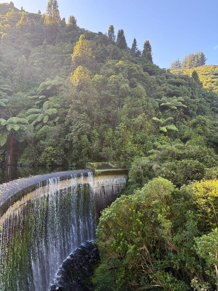 An old dam in the middle of a New Zealand forest. The dam curves around into the trees with water raining down it, and it’s surrounded by lush green plants