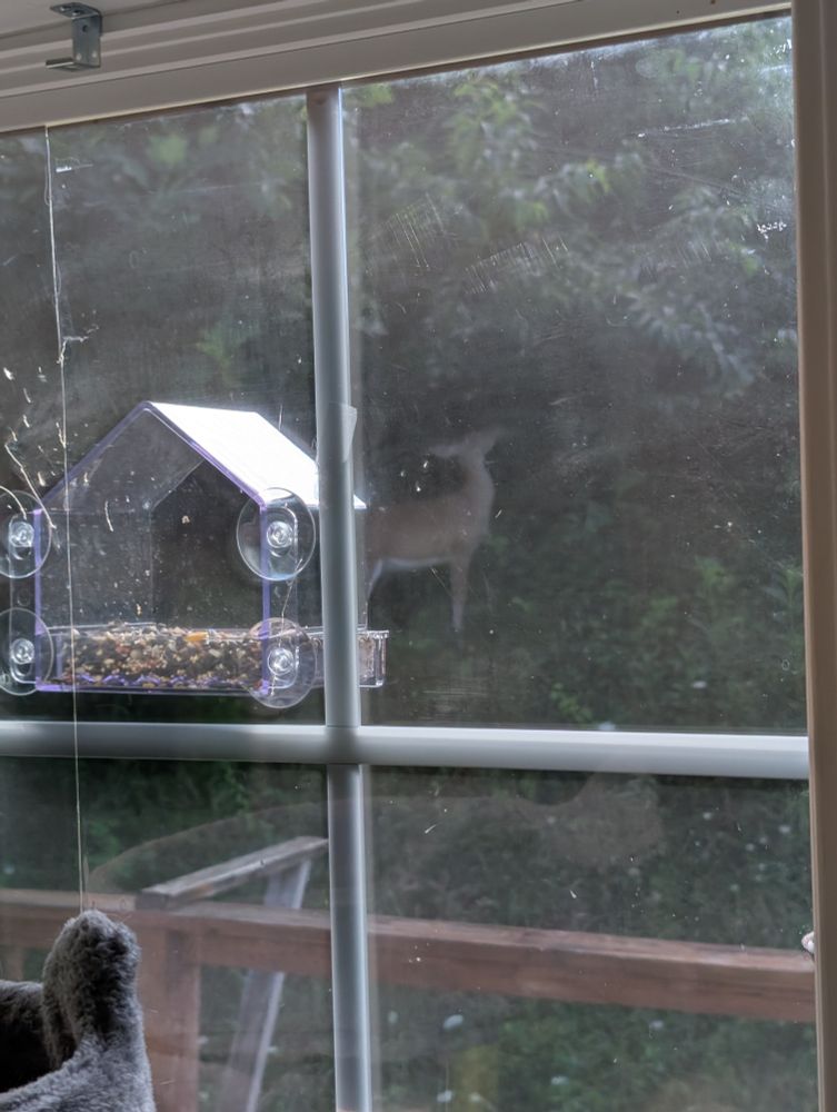 A deer through my back window