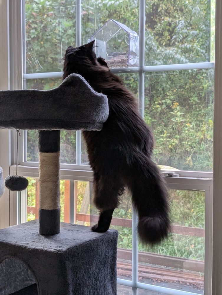 Germ using the top tier to brace while he stands on the window with three paws