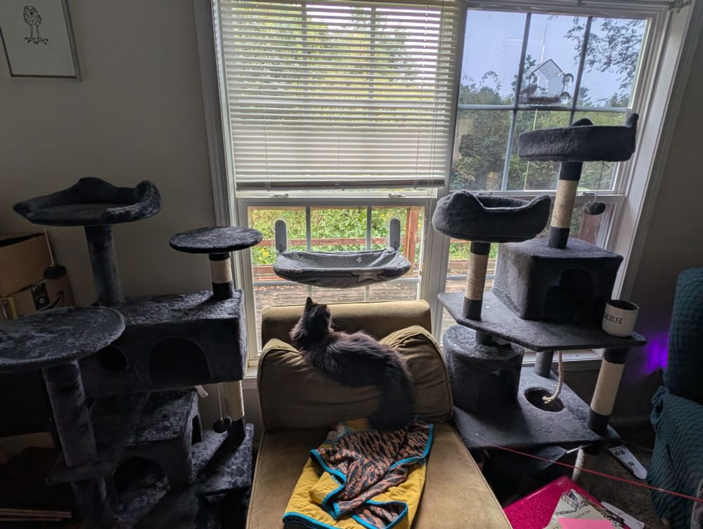 A zoom out shows the chair he has chosen is surrounded by multi-tier cat trees and a hammock attached to the window above.