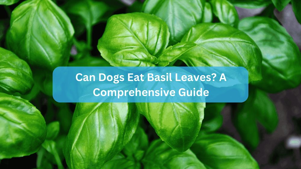 Can Dogs Eat Basil Leaves? A Comprehensive Guide