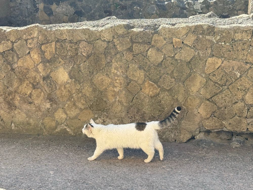 A white cat with grey and black striped tail amidst the ruins of Herculaneum
