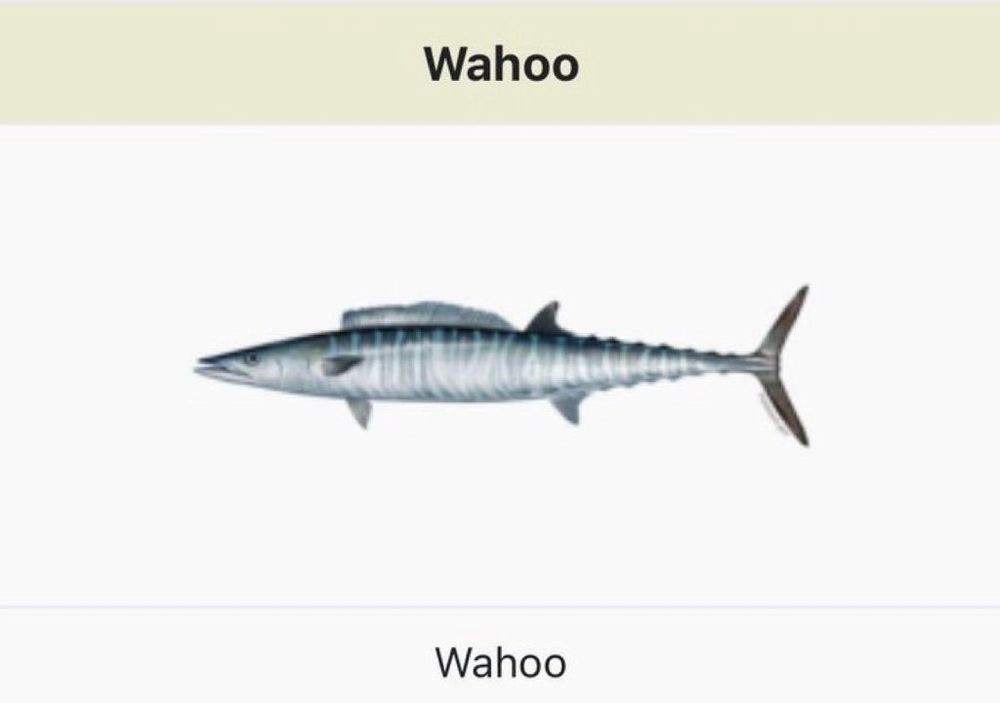 A picture of the Wikipedia infobox for the Wahoo fish, a type of long white striped silvery fish with a little side-eye on its face.