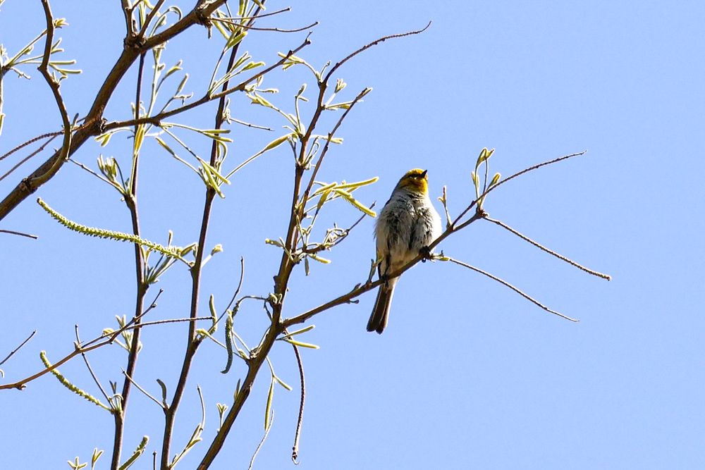 verdin 