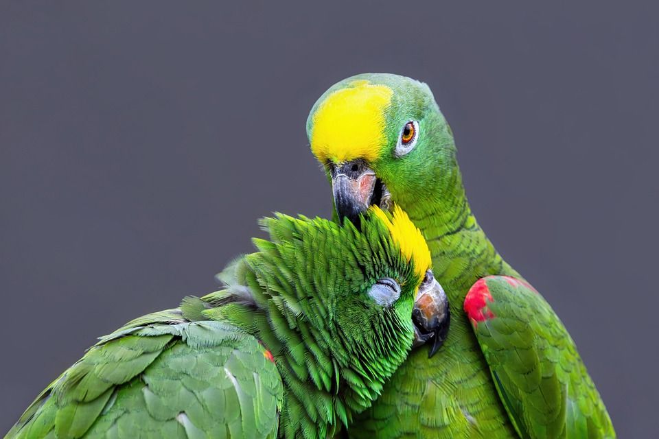 parrots-9878931_960_720.jpg?ssl=1