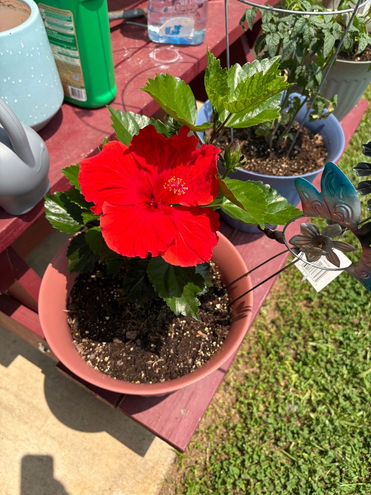 Hibiscus flower in bloom. It’s red with yellow center. The pot is reddish brown. 
