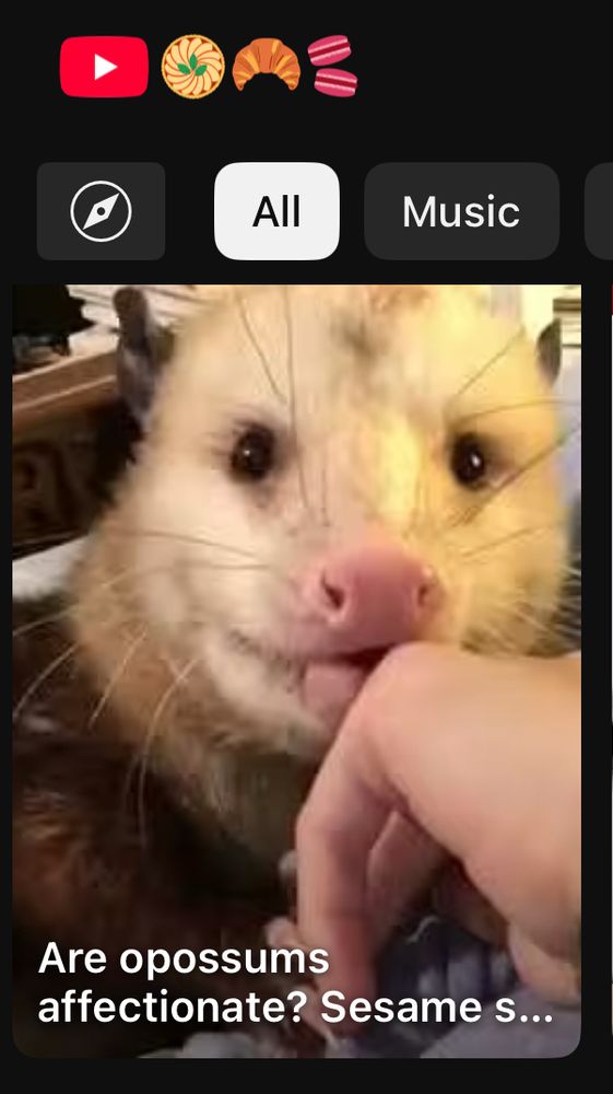 Screenshot of a YouTube short asking “Are opossums affectionate?”
