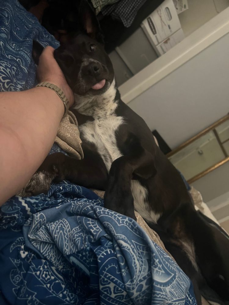 Black and white dog sticking her little pink tongue out