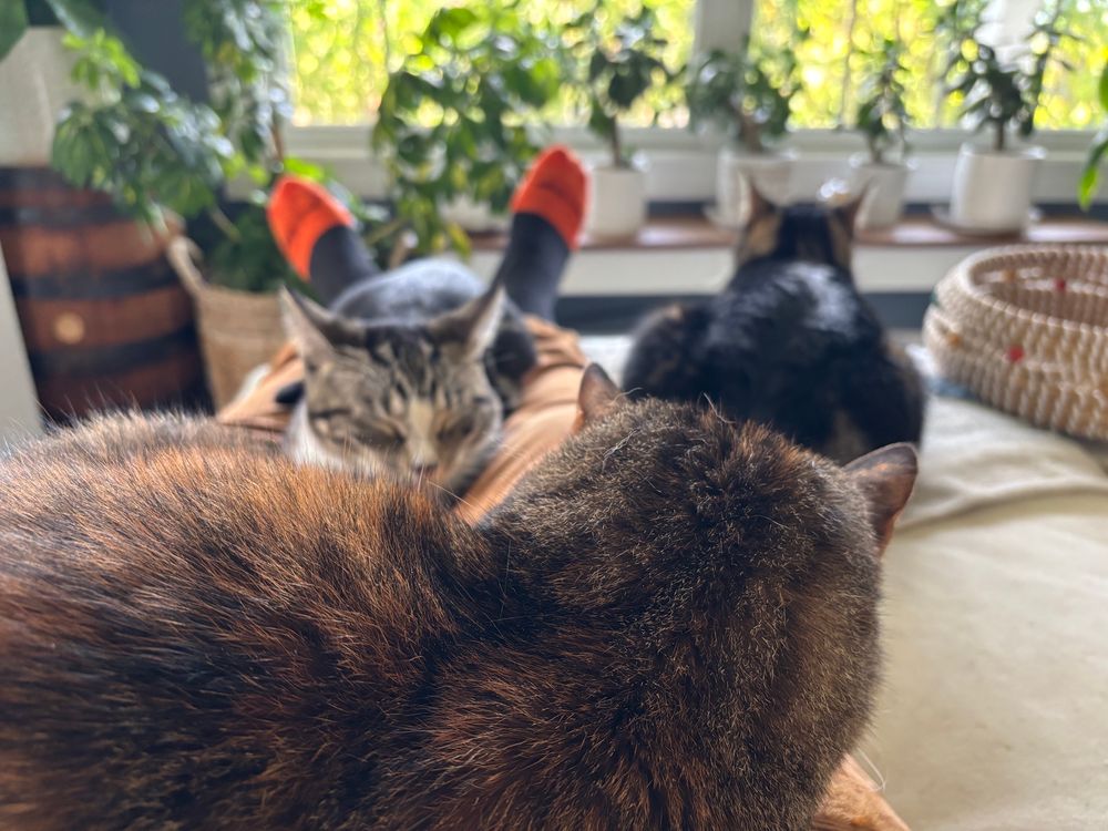 Cats got me pinned down.