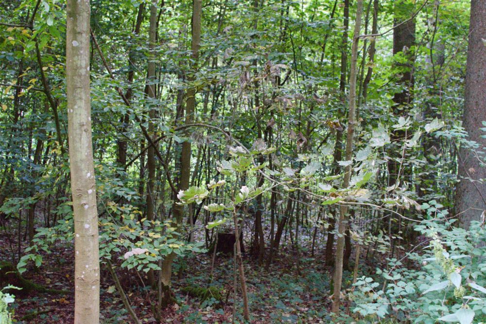 A photo from within the forest showing young trees. Many of the leaves are shriveled, discolors, or withered.