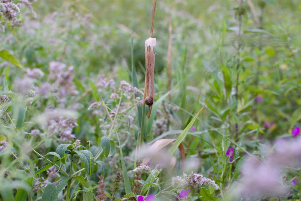 Photo of a small snail (only the shell is visible) hanging on a grass straw among green vegetation (plants and grasses).