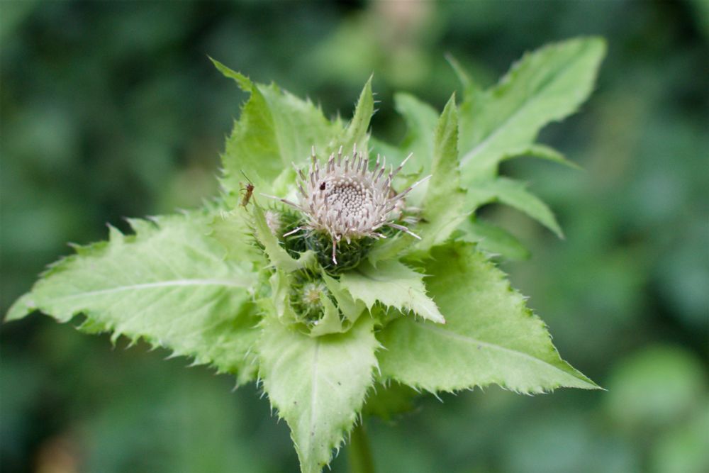 A photo showing a closeup of a flower with two small insects on it.