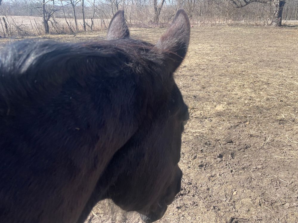 Close up of the cutest black horse looking away from the camera. He got gold stars from the farrier this morning and earned many cookies by standing still while the neighbor was using a backhoe on their property. (He’s looking away because only his hard gaze is keeping the horse-eating monster at bay.)
