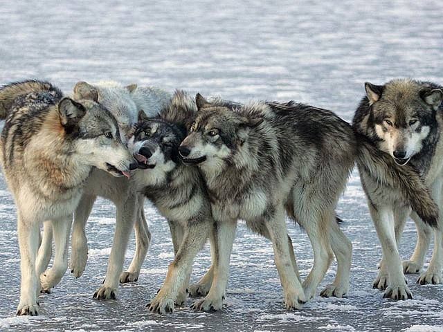 A pack of wolves playing and walking together 