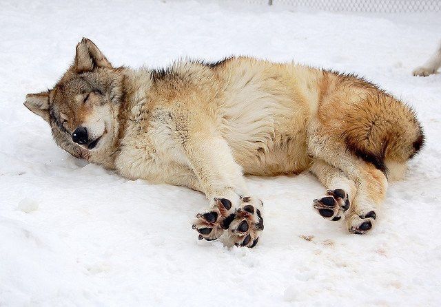 A wolf laying in snow doing a big stretch, even its toes are spread from the stretch!