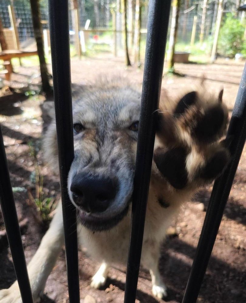 angry wolf behind bars