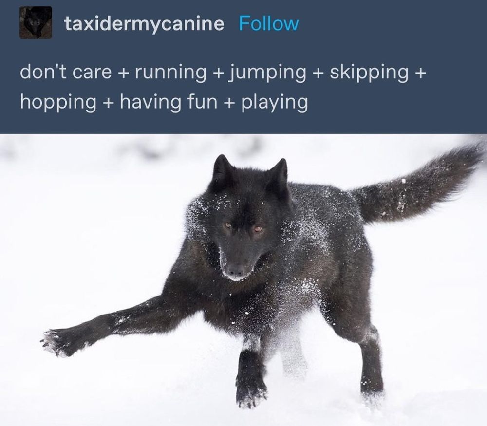 a wolf playing in snow with the caption: "don't care + running + jumping + skipping + hopping + having fun + playing"