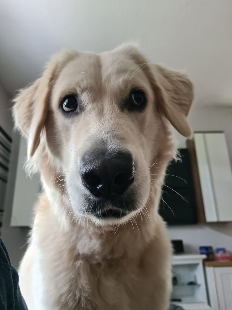 Mein Golden Retriever Luca schaut mit großen Augen von oben in die Kamera. I'm Hintergrund ist ein Wandschrank und ein Teil des Fernsehers an der Wand zu sehen.