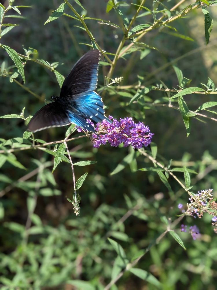 A pipevine butterfly resting on a raceme of flowers