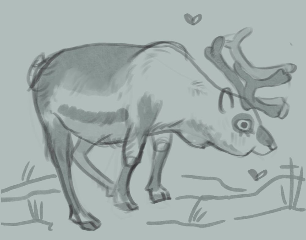 A sketch study of a Svalbard Reindeer.